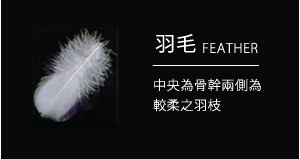 認識羽絨