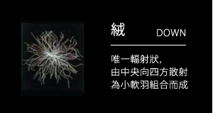 認識羽絨